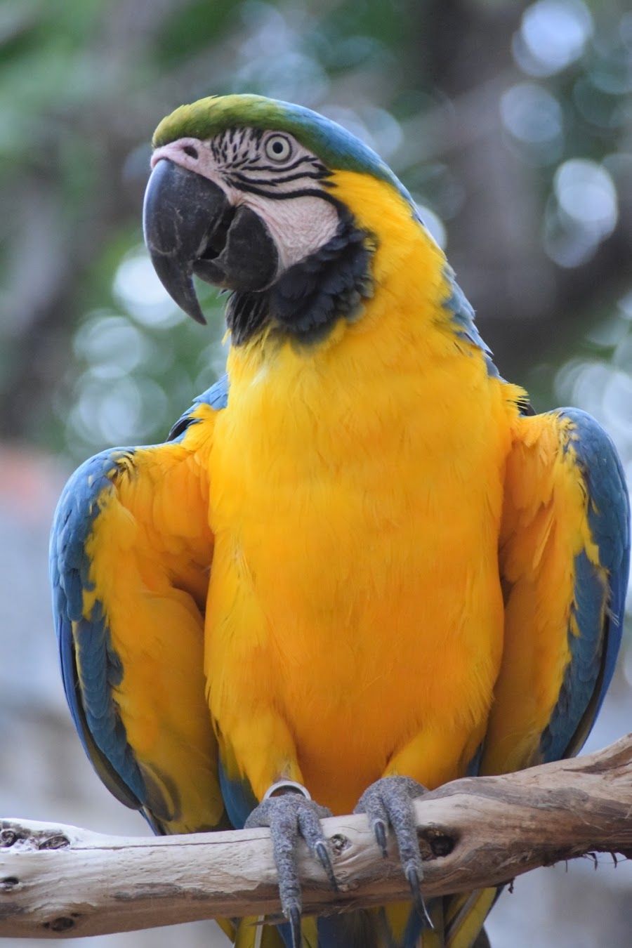 Zoologico Bar, Mexico City