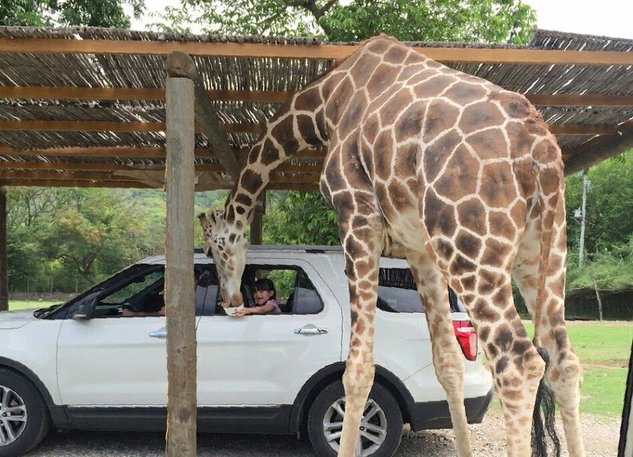 Zoologico Bar, Mexico City