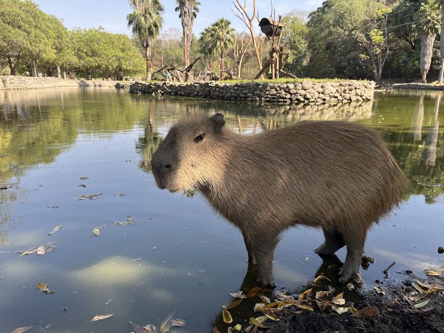 Zoologico Bar, Mexico City