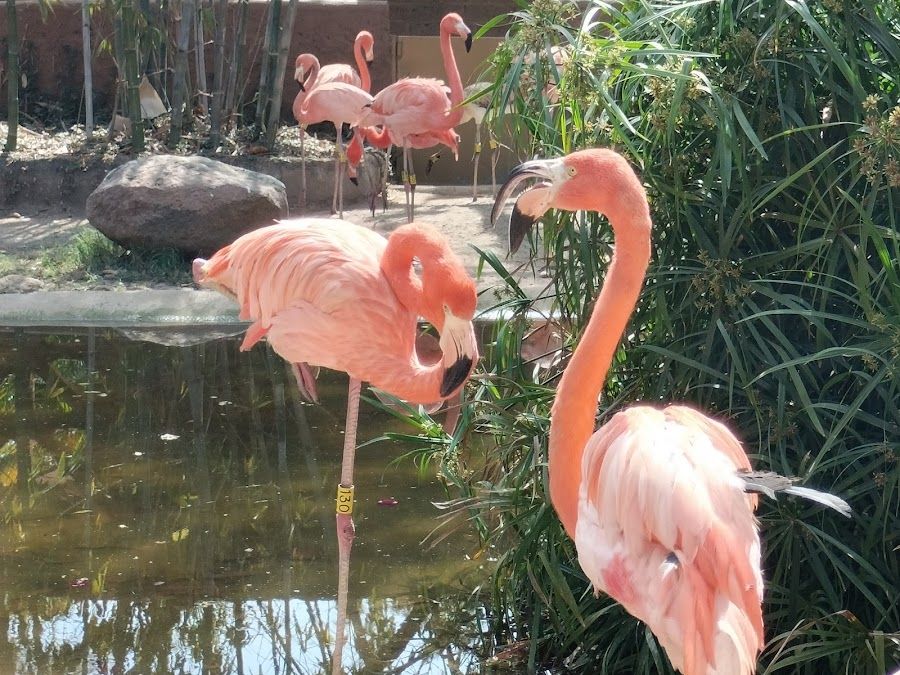 Zoologico Bar, Mexico City