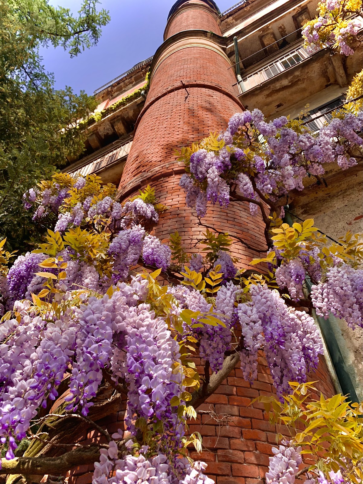 The Botanical Club, Milan